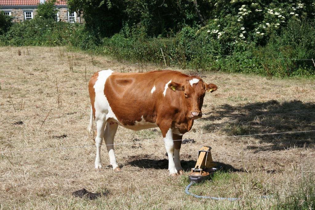圣马丁岛Le Douit Farm Self Catering别墅 外观 照片